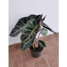 Alocasia Pink Dragon