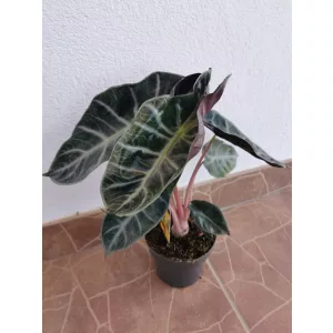 Alocasia Pink Dragon