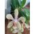 Phalaenopsis Artisto Crafts