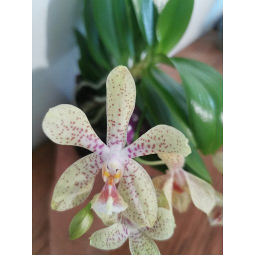 Phalaenopsis Artisto Crafts