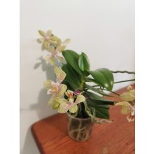 Phalaenopsis Artisto Crafts