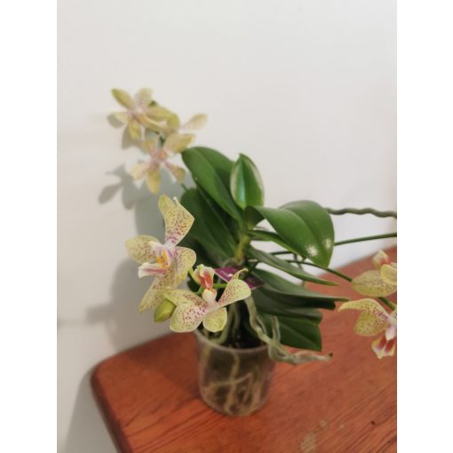 Phalaenopsis Artisto Crafts