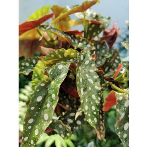 Begonia maculata Silver Spot