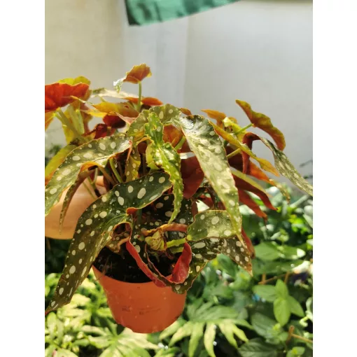 Begonia maculata Silver Spot