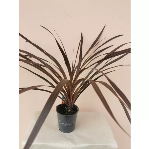 Cordyline australis Red Star