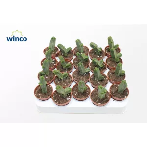 Crassula pyramidalis