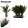 Cycas revoluta - Japán cikász