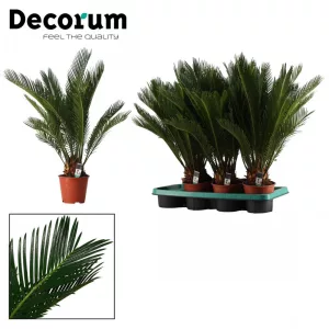 Cycas revoluta - Japán cikász