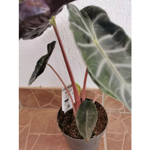 Alocasia Pink Dragon