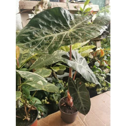 Alocasia Pink Dragon