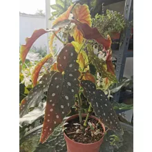 Pöttyös begónia - Begonia maculata