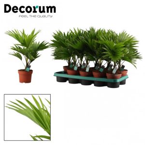 Livistona rotundifolia