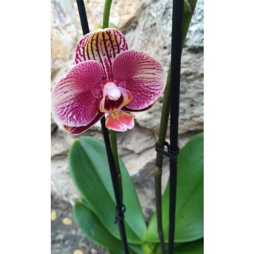 Phalaenopsis 'Phantom'