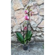 Phalaenopsis 'Phantom'