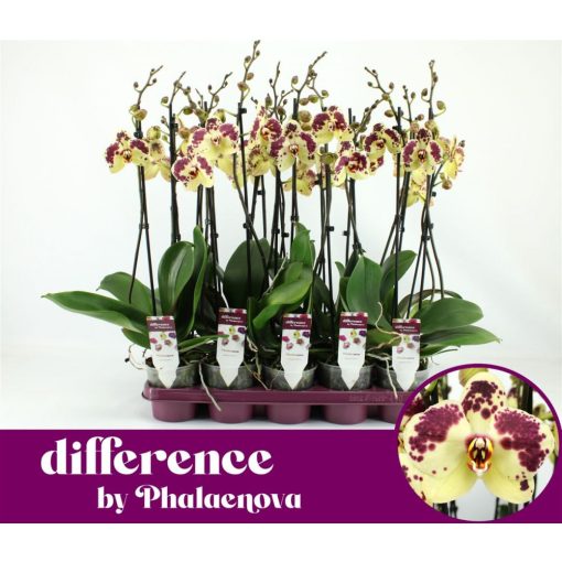 Phalaenopsis Aneta