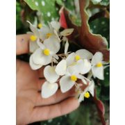 Pöttyös begónia - Begonia maculata