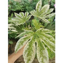 Japánarália - Fatsia japonica Spider Web