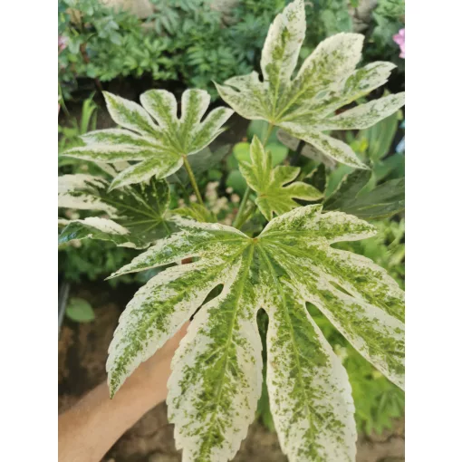 Japánarália - Fatsia japonica Spider Web