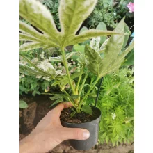 Japánarália - Fatsia japonica Spider Web