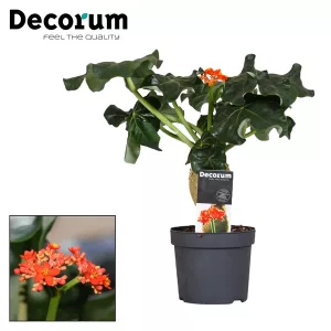 Jatropha Podagrica Oranje