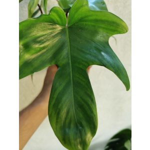 Philodendron Florida Green