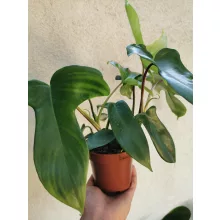 Philodendron Florida Green