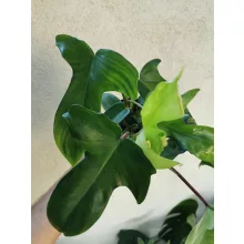 Philodendron Florida Green