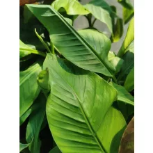 Musa basjoo - Fagytűrő banán