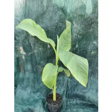 Musa basjoo - Fagytűrő banán
