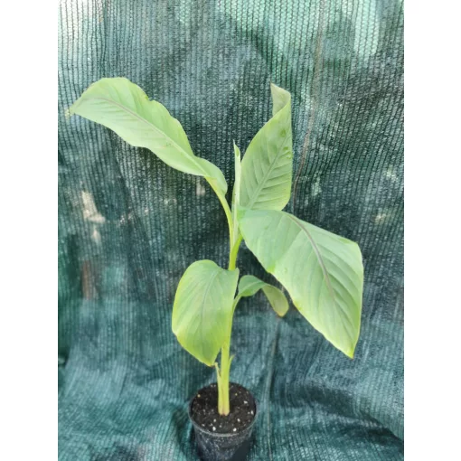 Musa basjoo - Fagytűrő banán