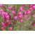 Cserjevirág - Boronia heterophylla