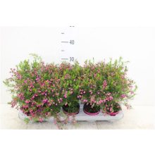 Cserjevirág - Boronia heterophylla