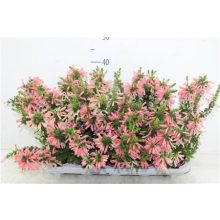 Francia hanga - Erica x hiemalis