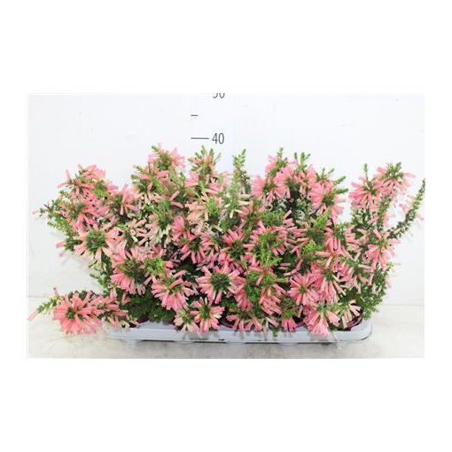 Francia hanga - Erica x hiemalis