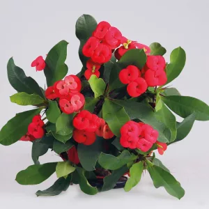 Krisztustövis - Euphorbia millie Vulcanus