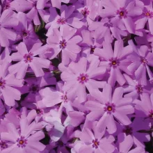 Phlox subulata Fort Hill - Árlevelű lángvirág