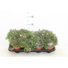 Phlox subulata Fort Hill - Árlevelű lángvirág
