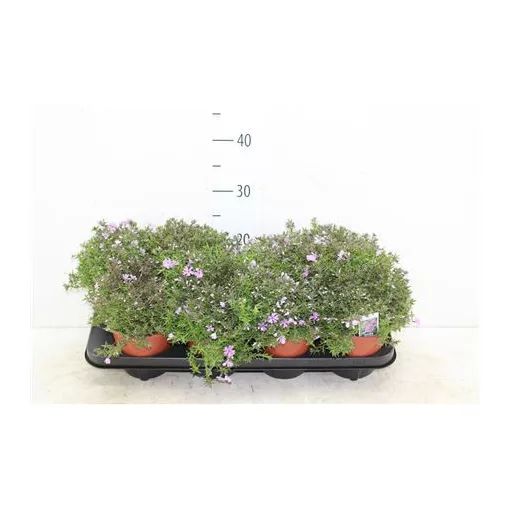 Phlox subulata Fort Hill - Árlevelű lángvirág
