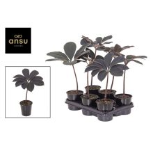 Amorphophallus atroviridis