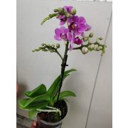Phalaenopsis Violet Queen