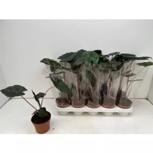 Alocasia Yucatan Princess