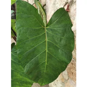 Xanthosoma sagittifolium Frozen Planet