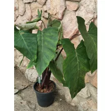 Xanthosoma sagittifolium Frozen Planet