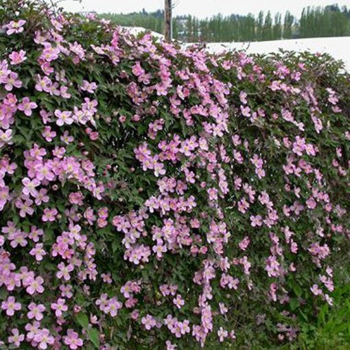 Clematis montana Tetrarose
