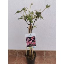 Clematis montana Tetrarose