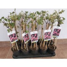 Clematis montana Tetrarose