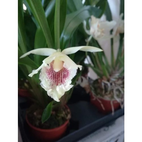 Cochleanthes amazonica sp.