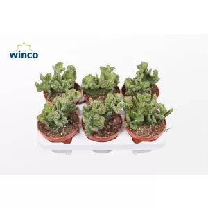 Stapelia leendertziae Cristata