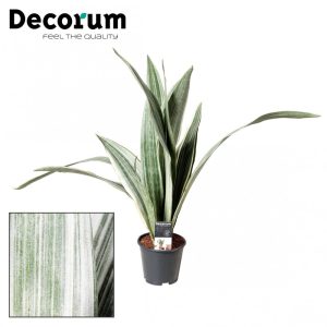 Sansevieria aubrytniana Metallica