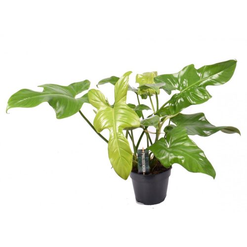 Philodendron Yellow Violin